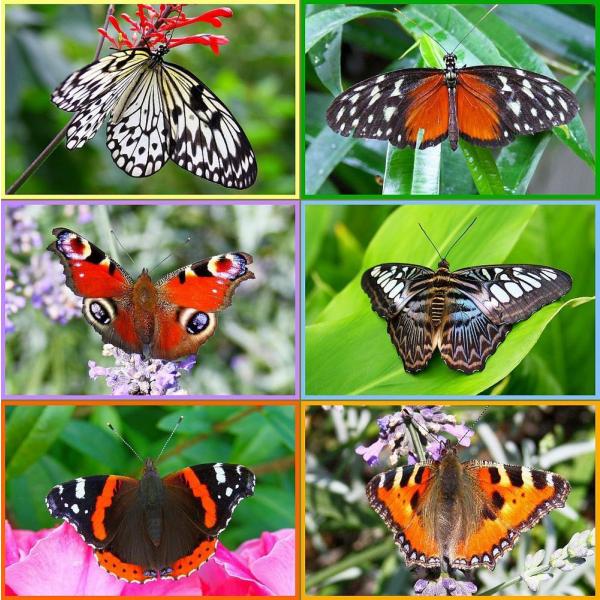 Puzzle papillons