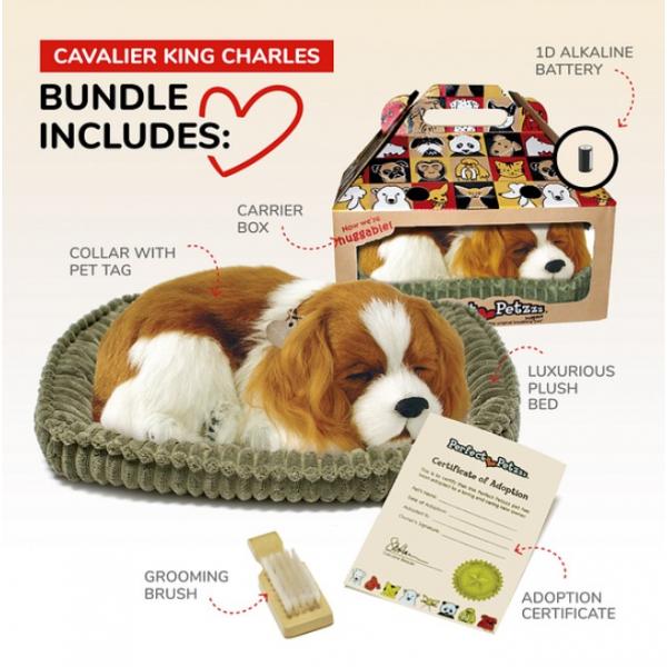 Pefect Petzzz - Cavalier King Charles Spaniel doux